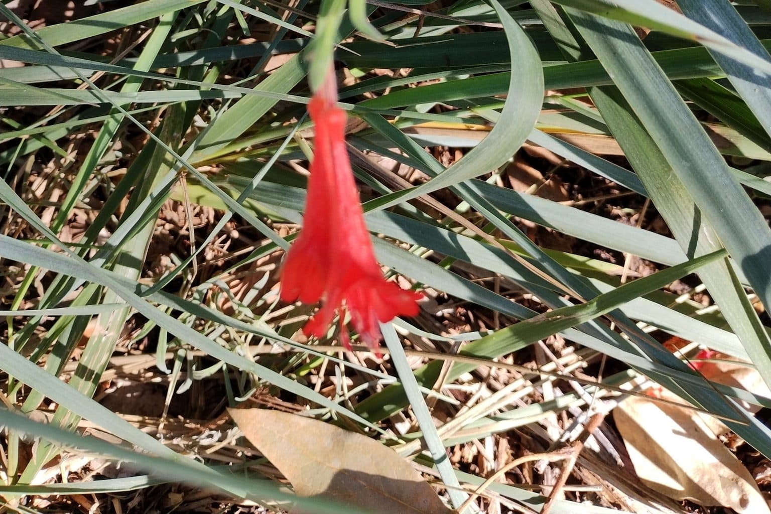 A red California fuchsia flower among grasses
