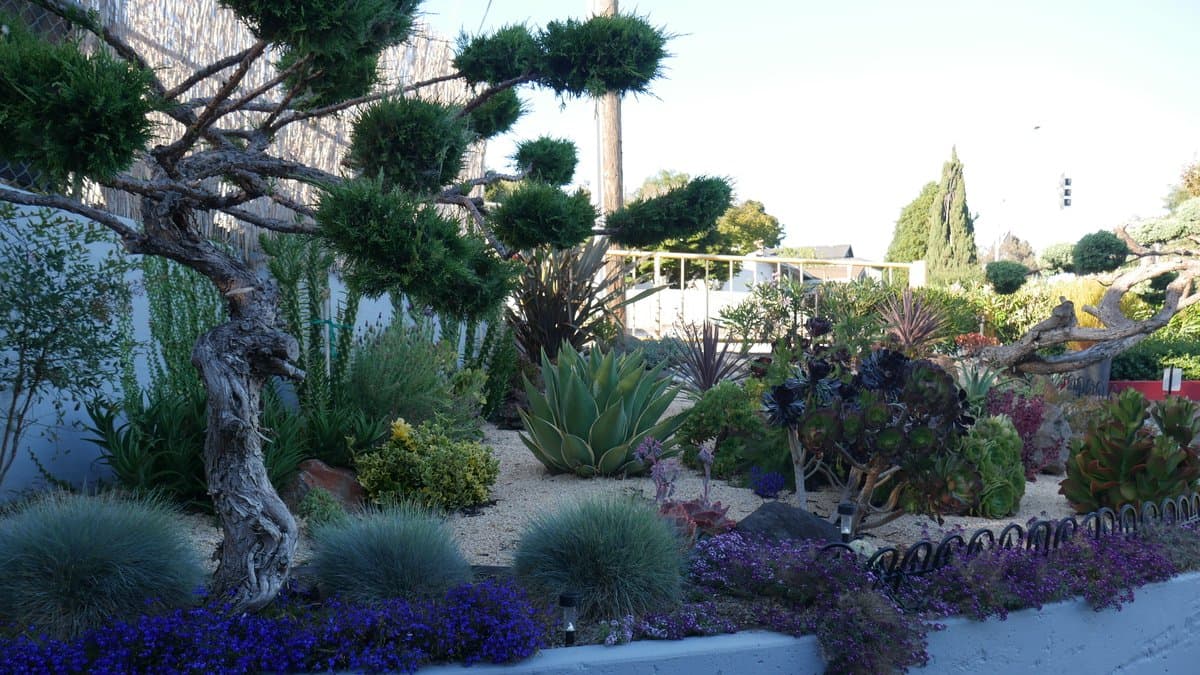 A raised bed planted with succulents, lavender, and other drought-tolerant perennials at a public market landscape