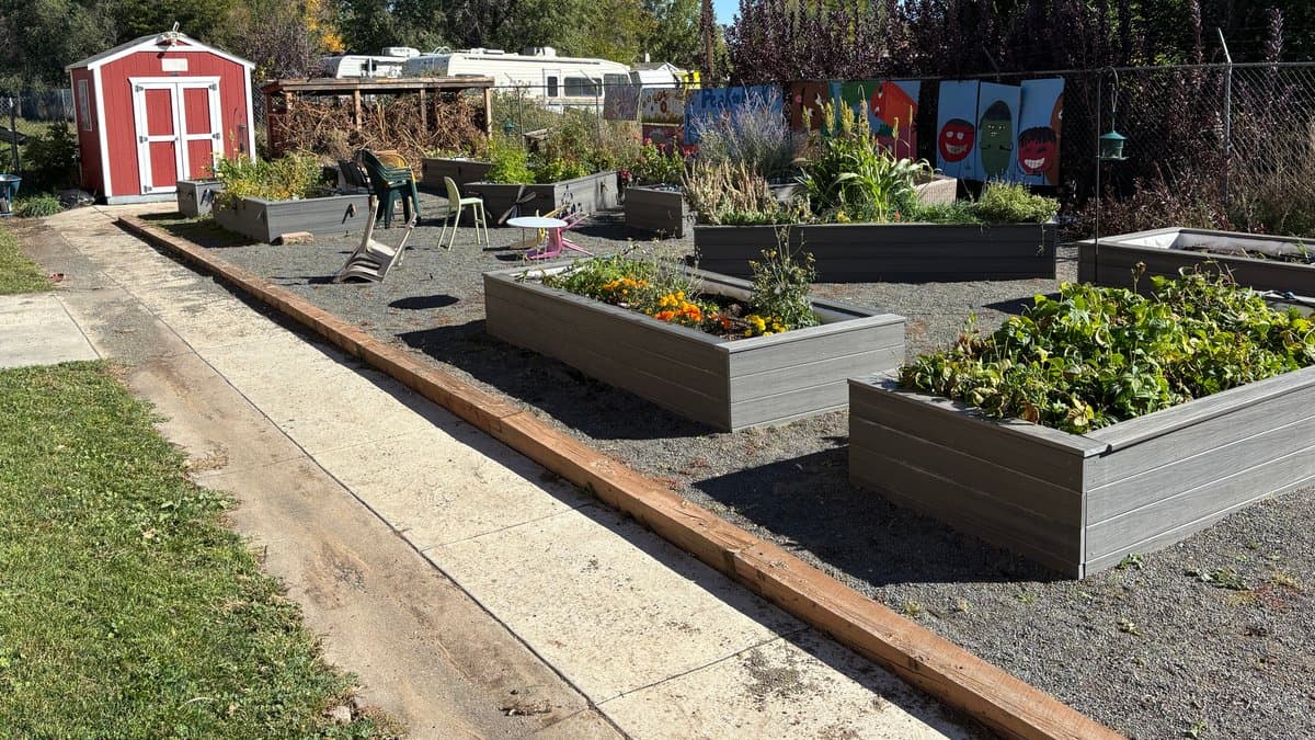Raised garden beds planted with late-season vegetables and flowers, with gravel paths and a red shed, at a Colorado school garden