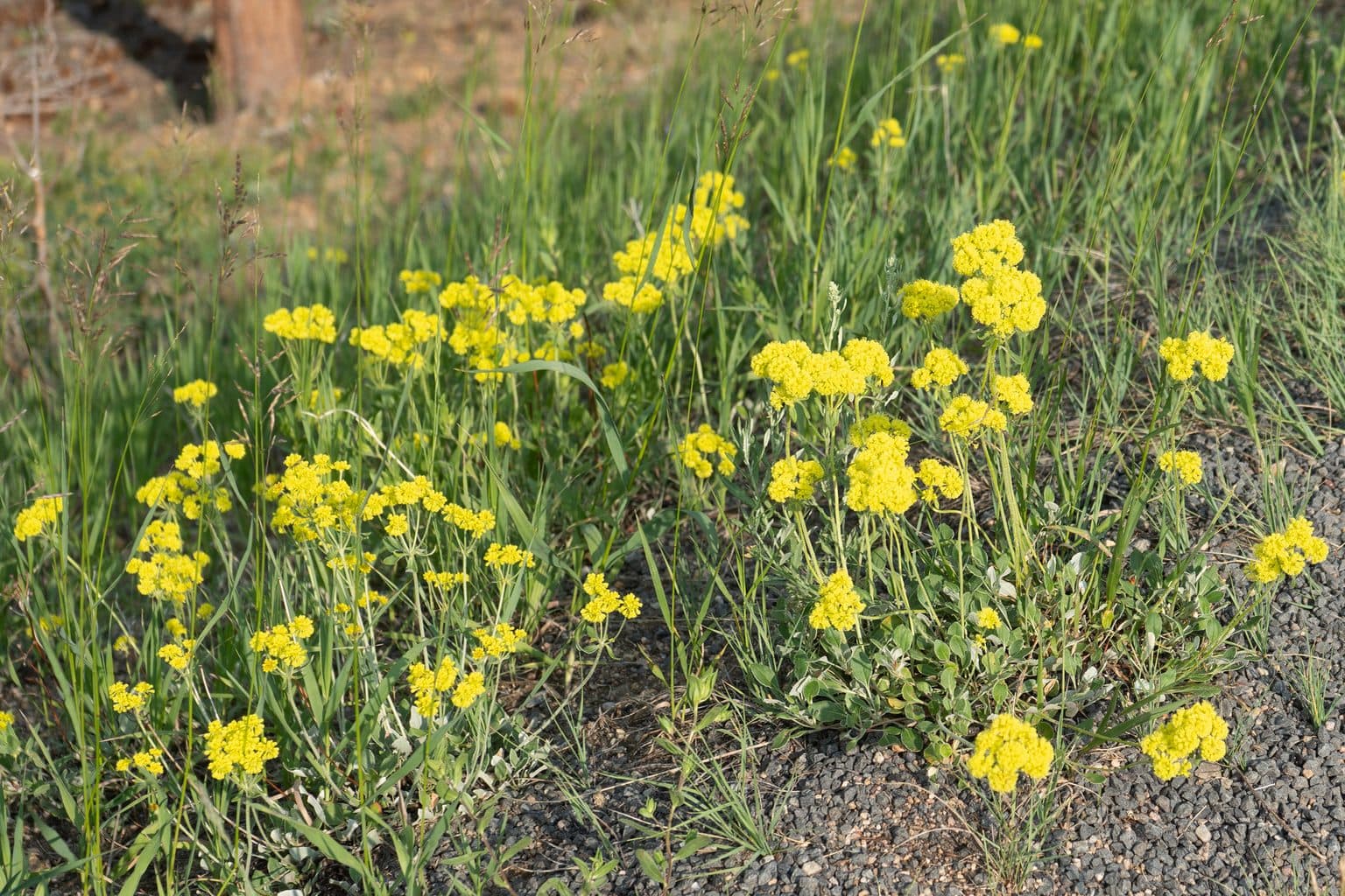 A clump of sulphur-flower buckwheat with round yellow flower heads beside a gravel edge
