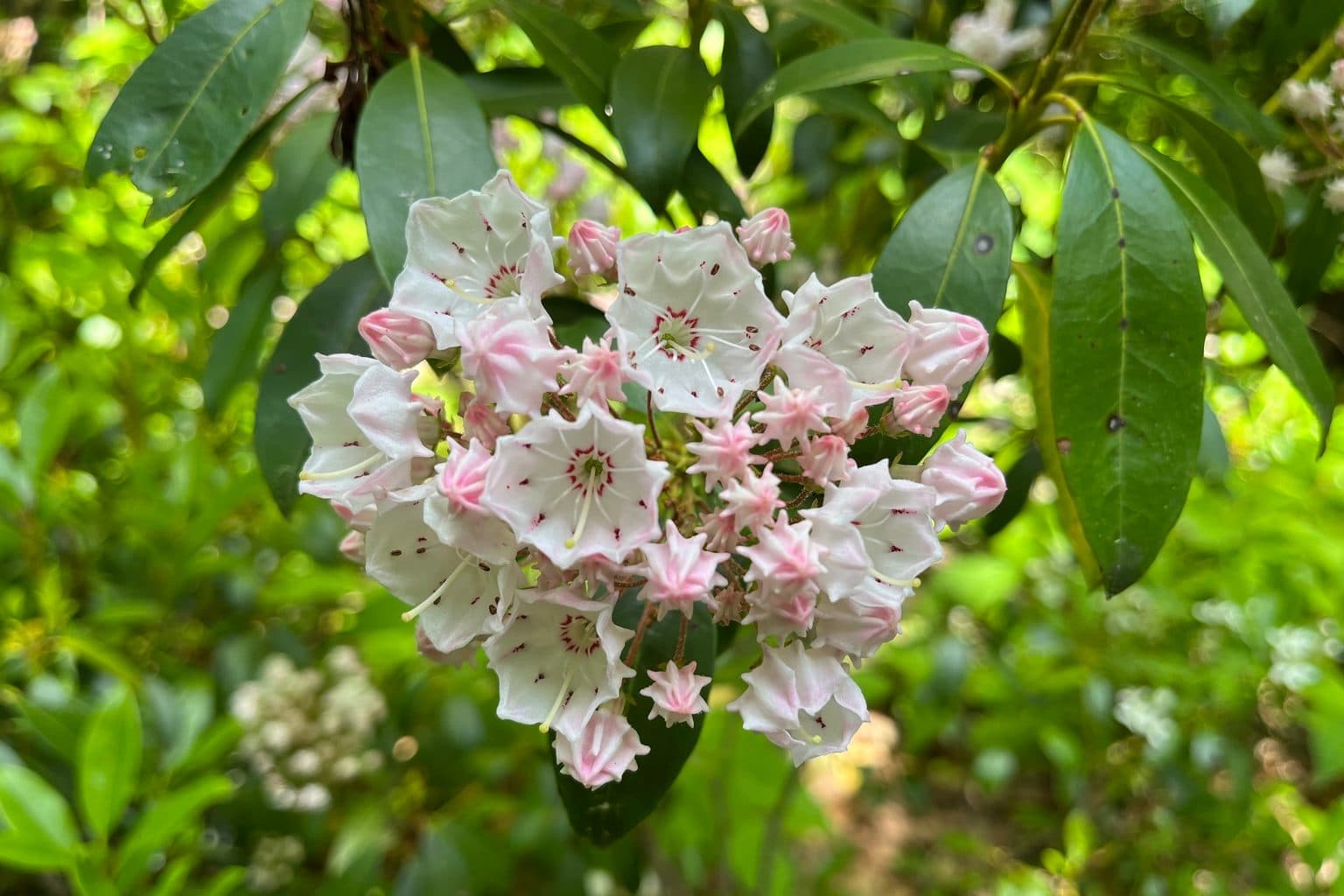 Mountain laurel in full bloom, the Connecticut state flower, showing dense clusters of pink and white flowers against green foliage