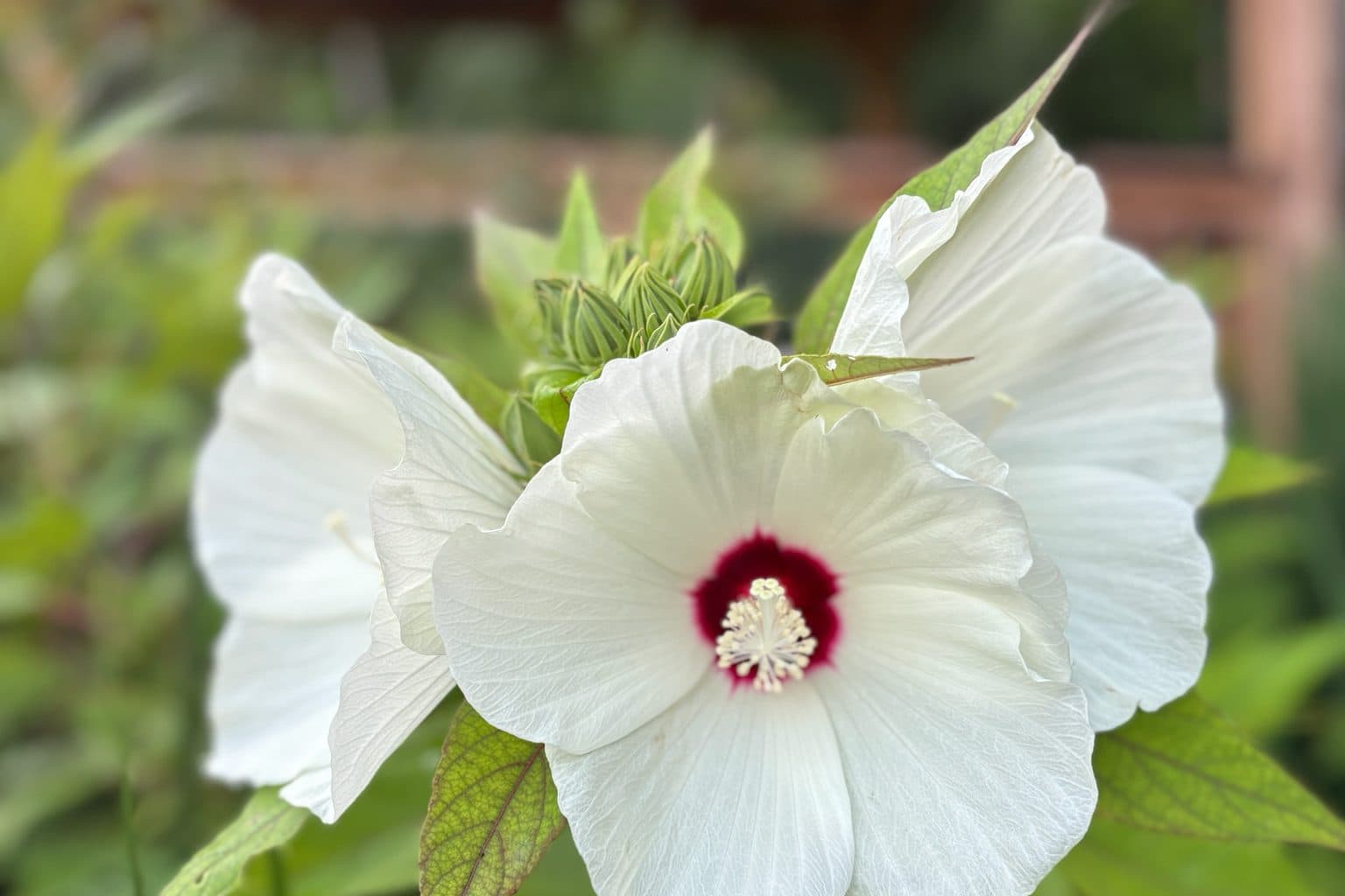 A white swamp rose mallow flower with a crimson center