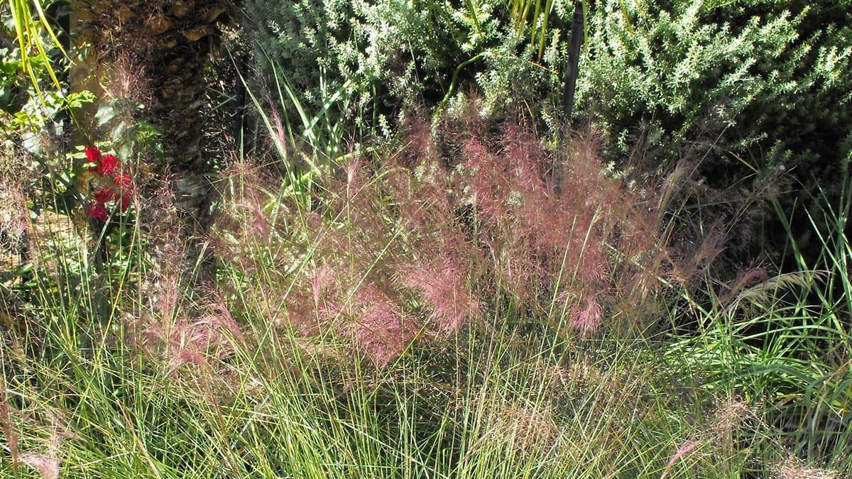 A clump of pink muhly grass with fine pink seed plumes planted in a garden bed beside a palm trunk and a shrub
