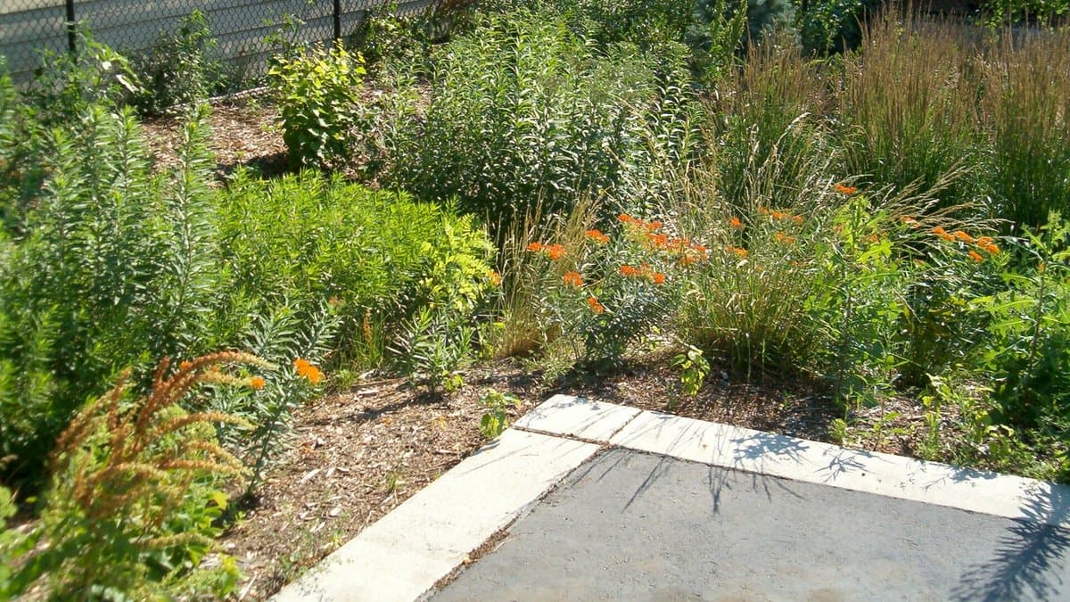 A residential rain garden bed of native perennials and grasses, including orange butterfly milkweed, edged with mulch beside a concrete walkway