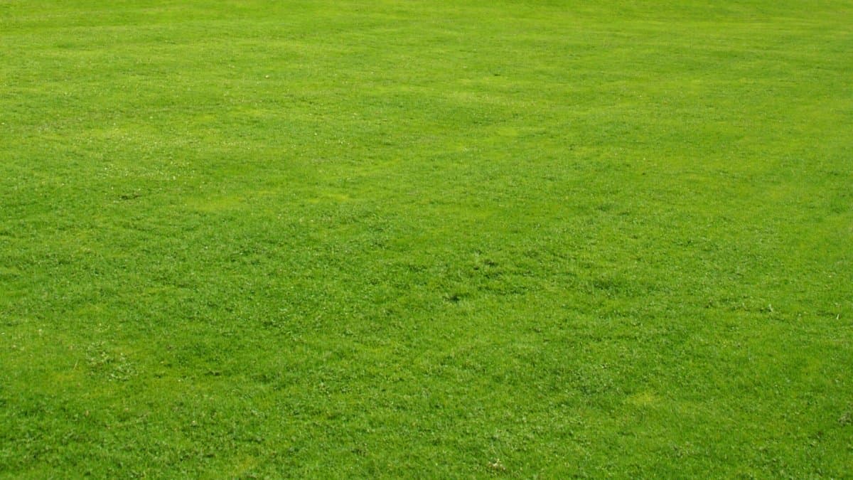 A solid green mowed turf lawn with no beds or plantings
