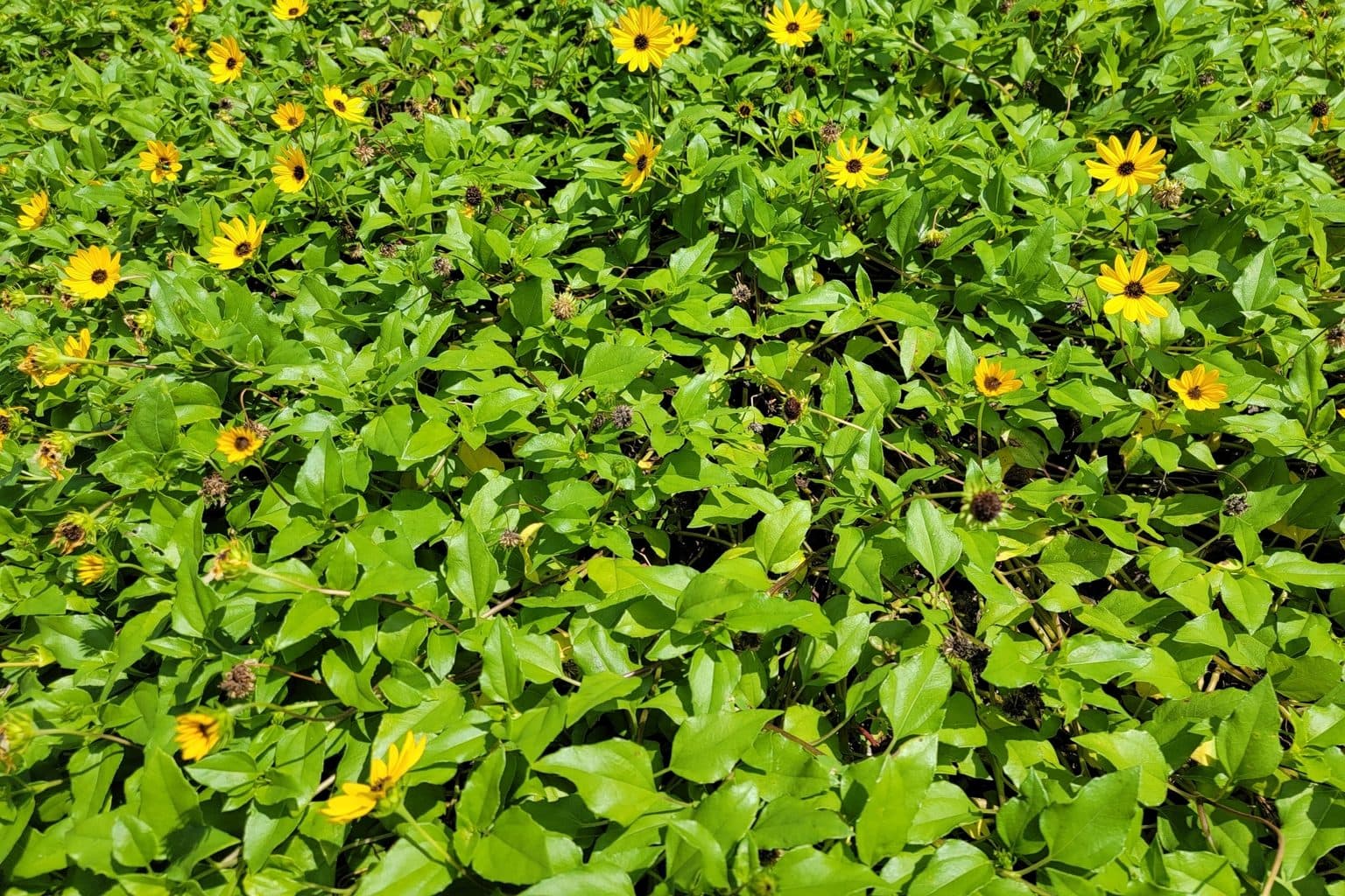 A mat of beach sunflower with small yellow blooms among green leaves
