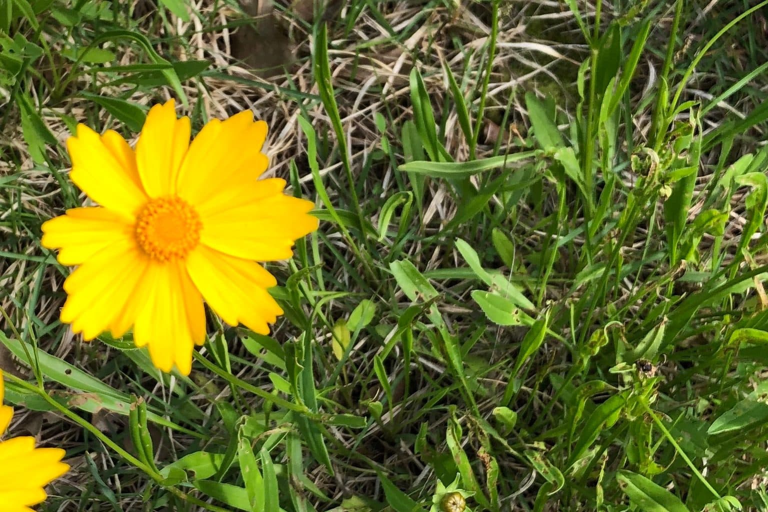A yellow lanceleaf coreopsis flower in grass