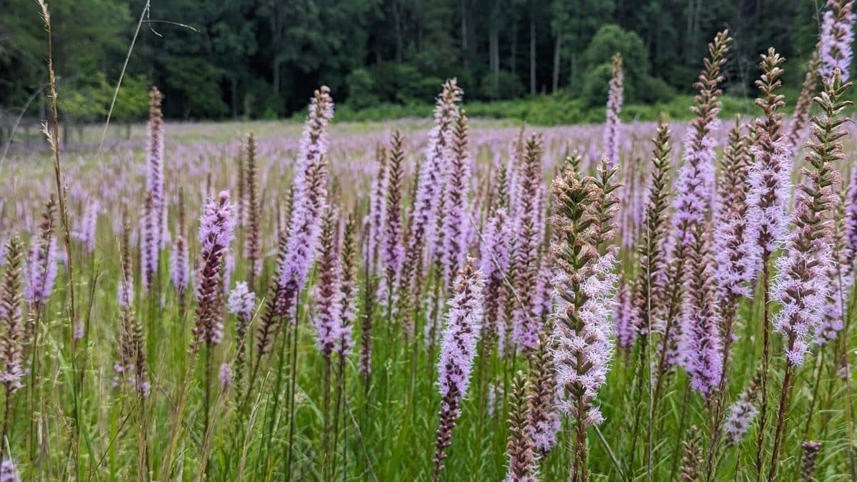 A field of purple blazing star spikes with trees along the back edge