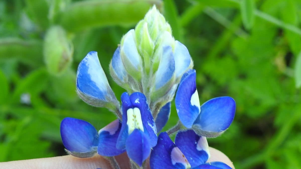 A close view of a Texas bluebonnet flower spike, deep blue with a white tip, against green leaves