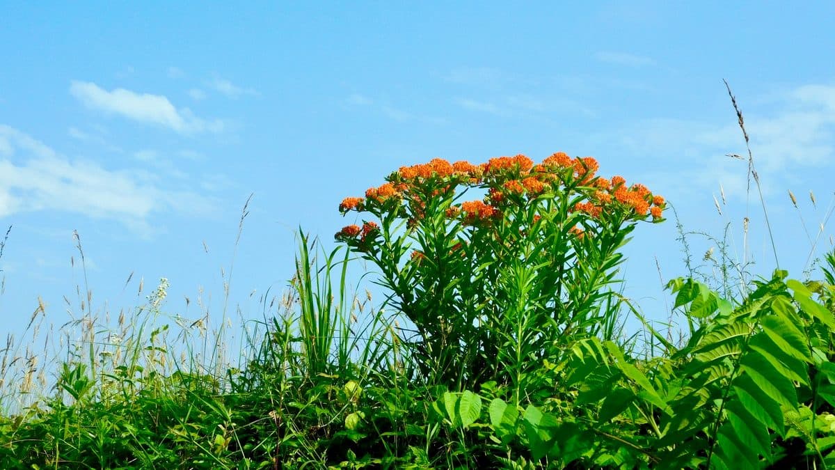 Orange butterfly milkweed blooming above grass against a bright blue sky with white clouds