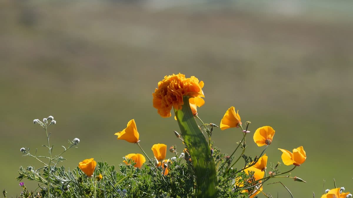 Orange California poppies and seed pods on a hillside in soft light