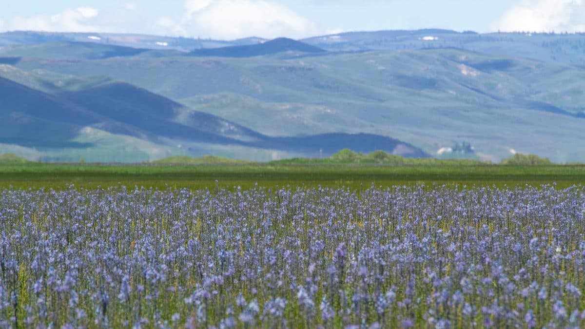 A wide meadow of blue camas flowers with mountains and a cloudy sky behind