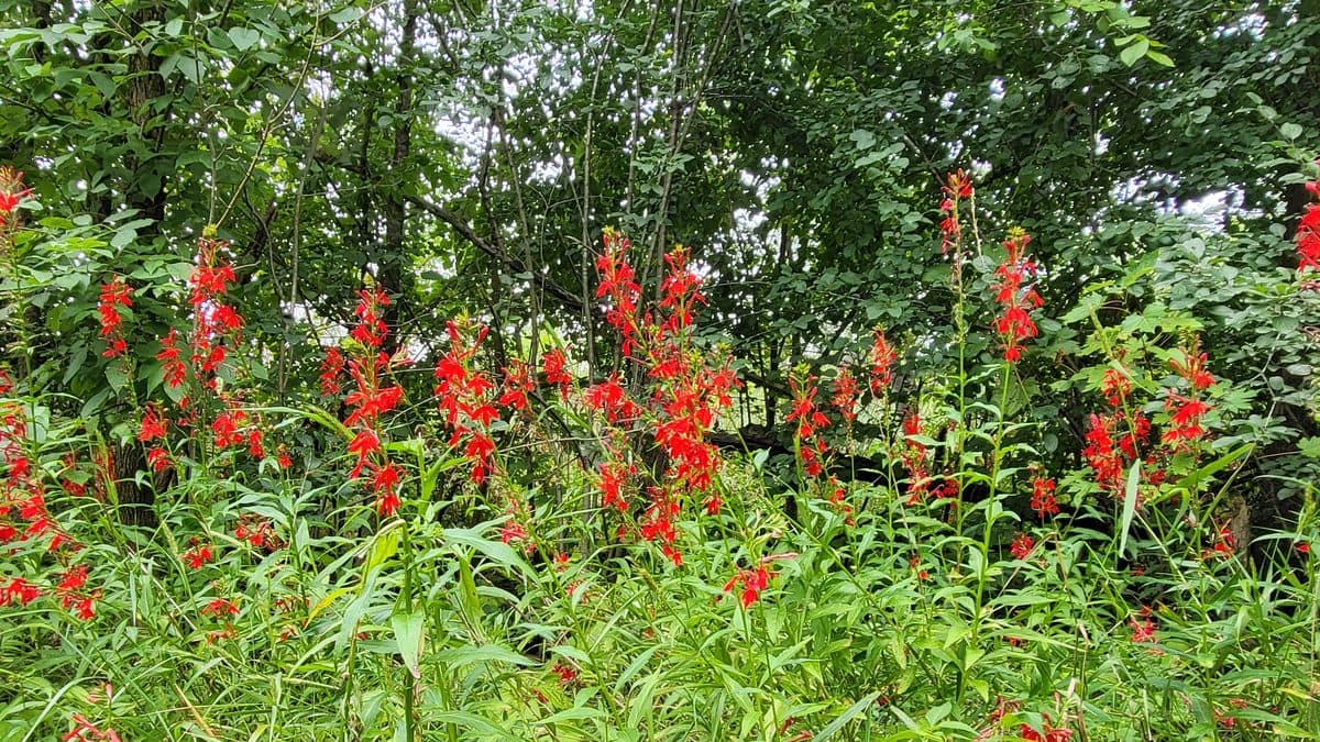 A dense stand of red cardinal flower spikes in a sunny garden bed with green foliage