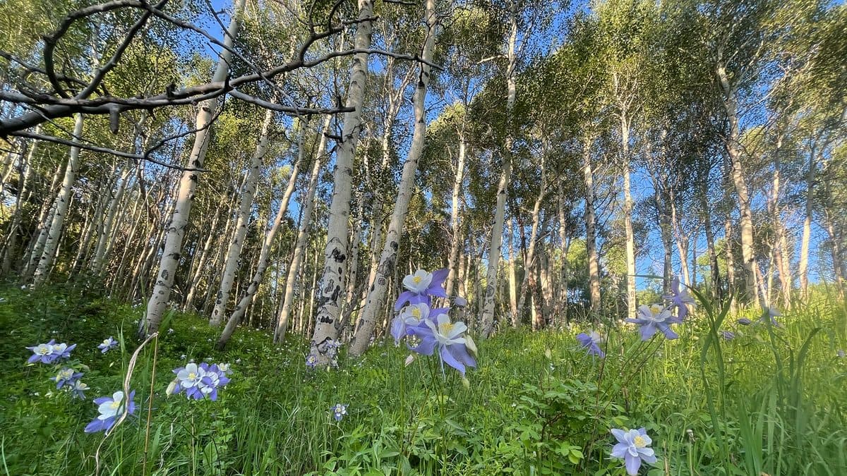 Pale blue Colorado columbine flowers in grass beneath a stand of aspen trunks