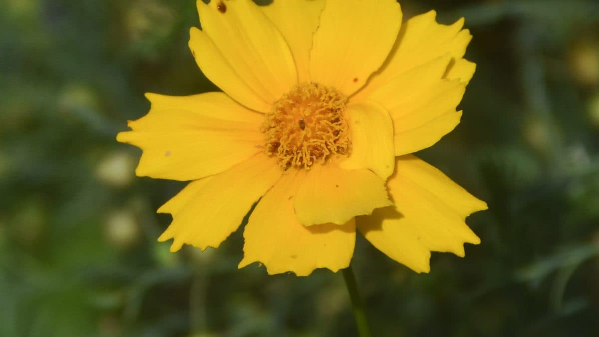 A single bright yellow lanceleaf coreopsis flower with a toothed petal edge, close up