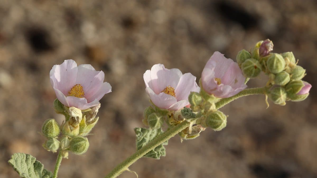Pale pink desert globemallow flowers and buds on a gray-green stem against dark soil