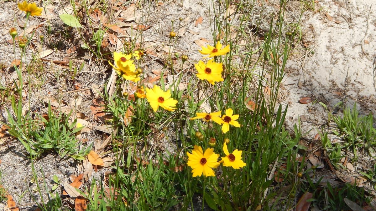 Yellow Leavenworth's coreopsis flowers on thin stems above sandy ground with dry leaves