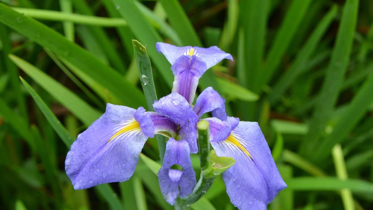 A single blue-purple Louisiana iris flower with yellow signal marks among green blades