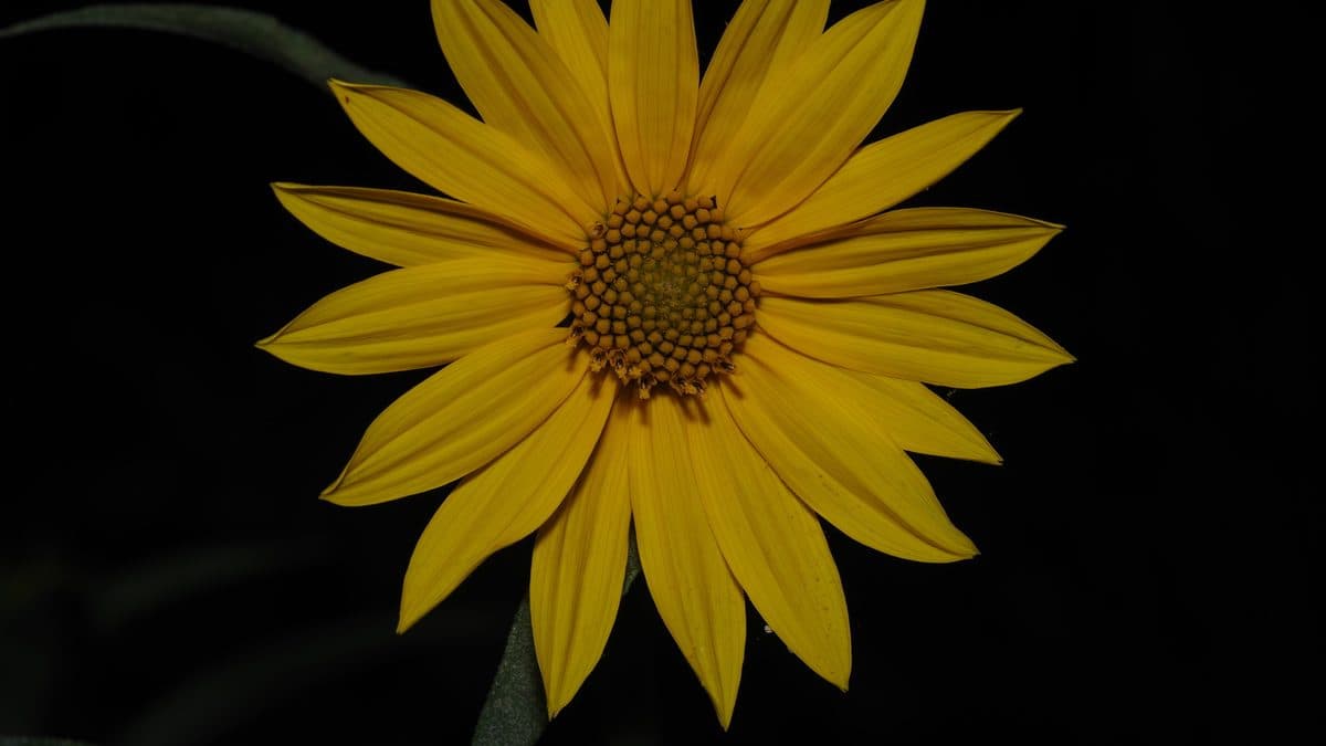 A single yellow Maximilian sunflower head photographed straight on against a dark background