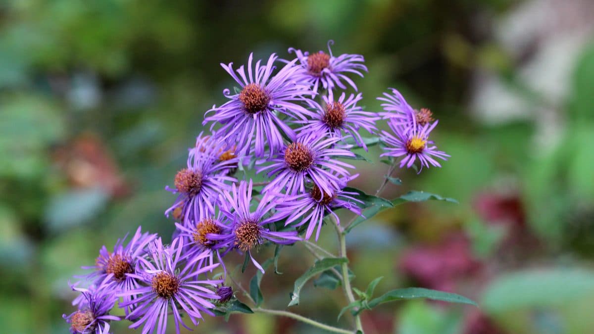 Purple New England aster flowers with orange centers on a green background