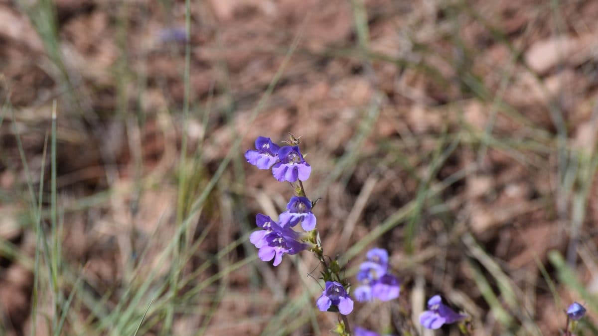 Purple-blue penstemon flowers on thin stems against dry reddish ground