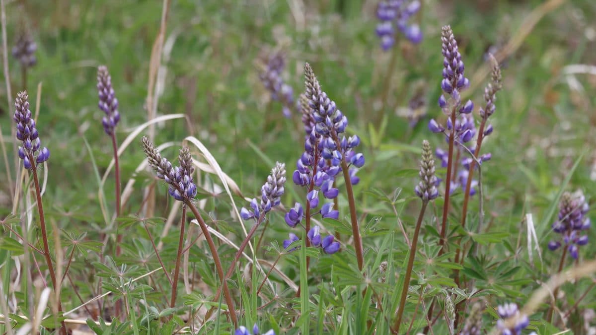 Blue wild lupine spikes scattered through tall grass in an open meadow