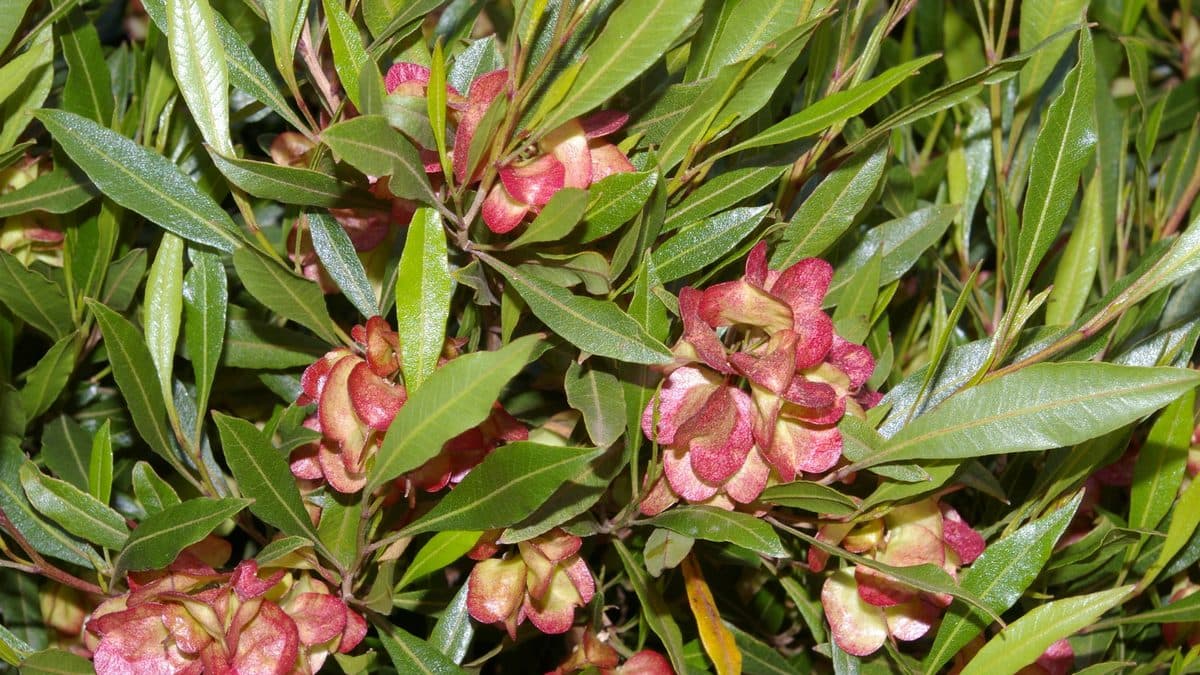 Pink and red papery aalii seed capsules among narrow glossy green leaves