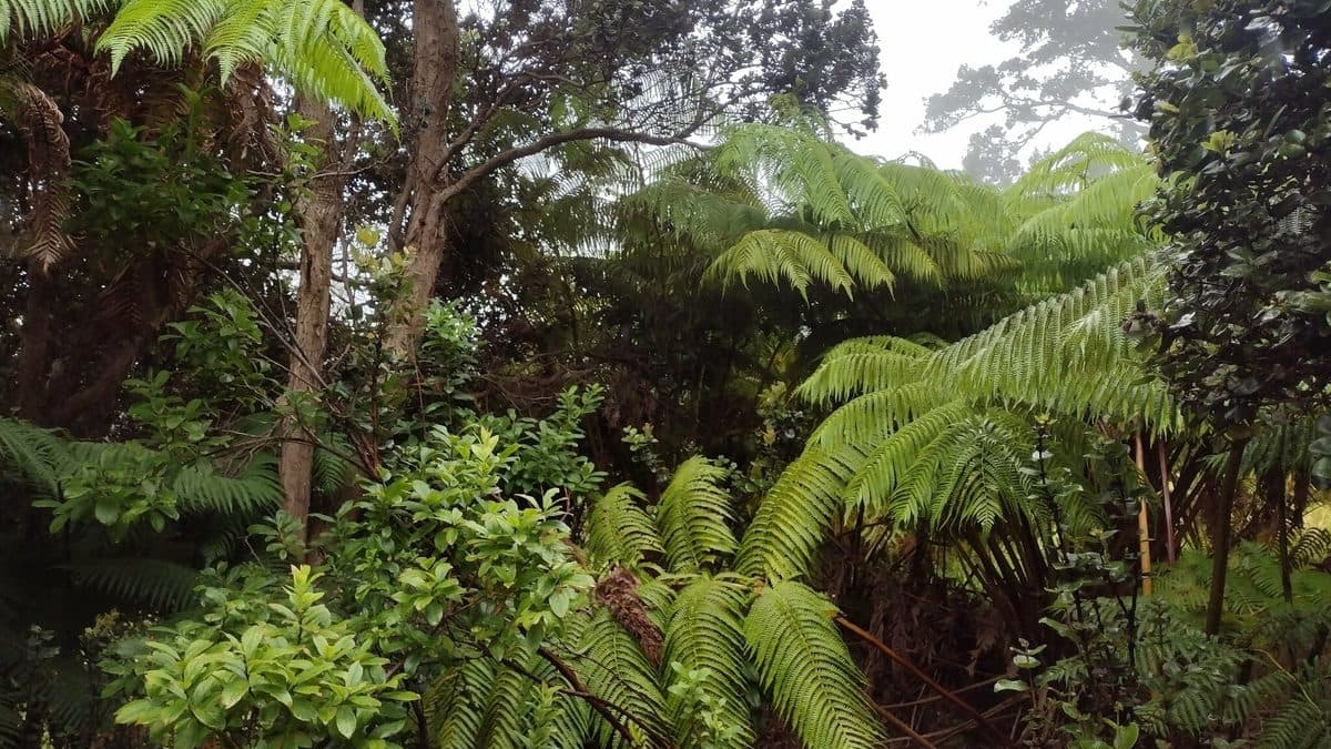 Hapuu tree ferns with arching fronds in a misty green forest