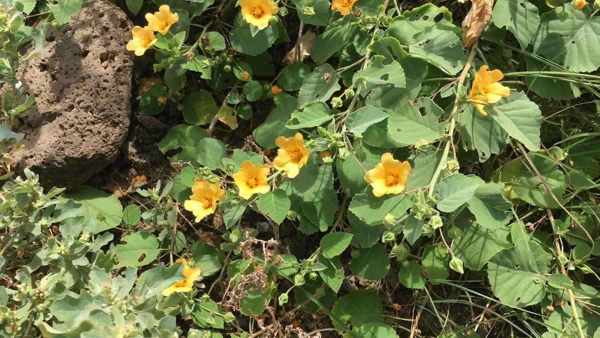 Small yellow-orange ilima flowers on a low green shrub beside a lava rock