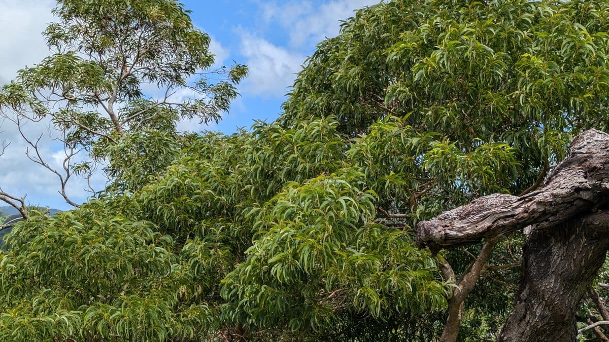 The spreading green canopy of a koa tree with a twisted gray trunk against blue sky