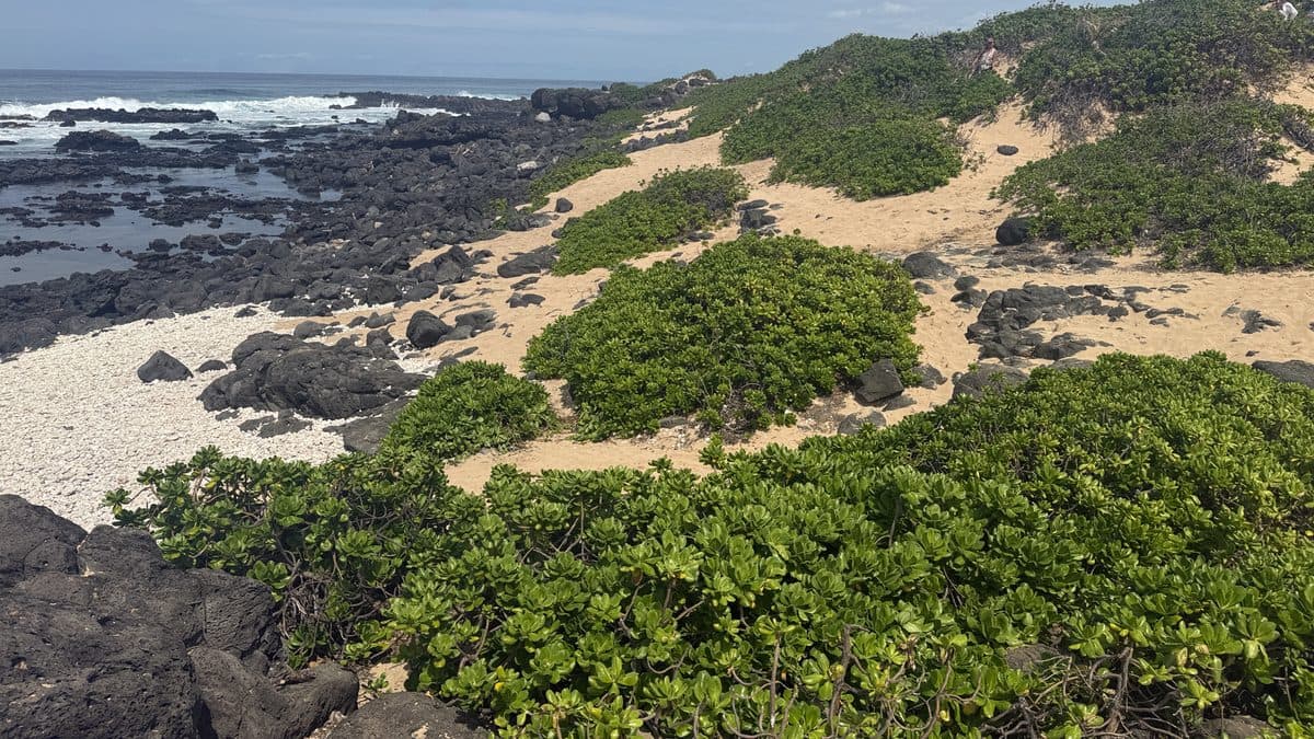 Low green mounds of beach naupaka across pale sand above a rocky shoreline