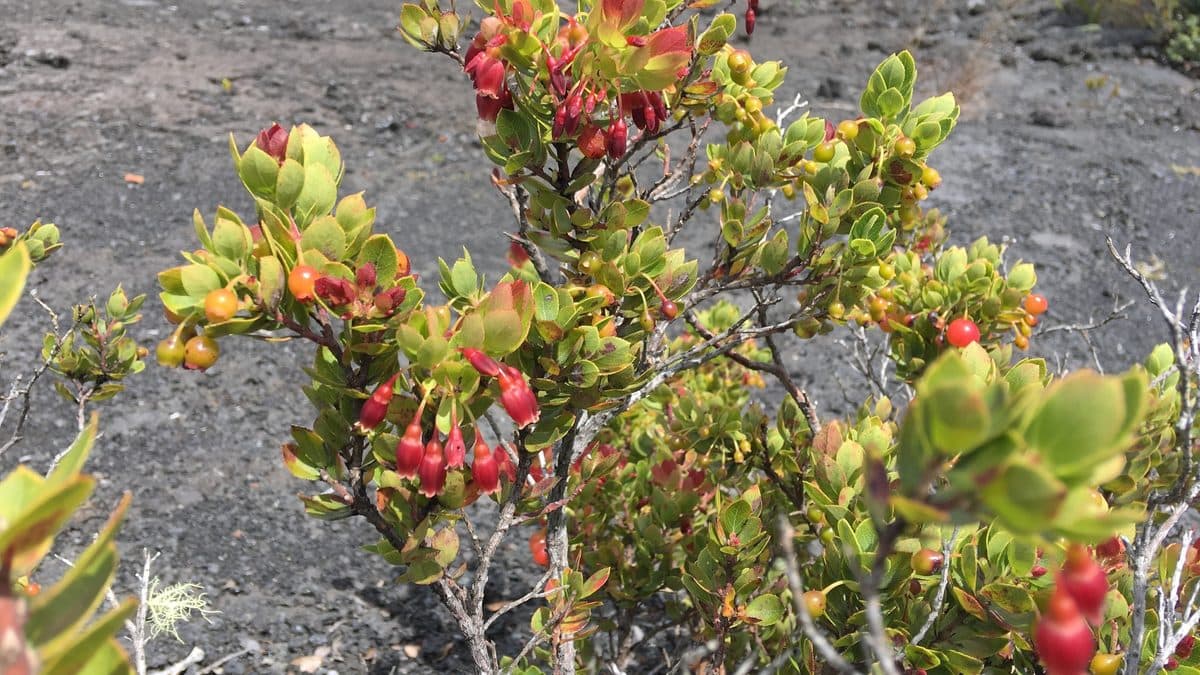 An ohelo shrub with red berries and red-tinged leaves growing on dark lava