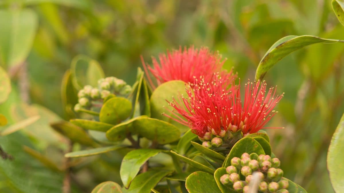 A red ohia lehua flower with long stamens beside clusters of pale buds