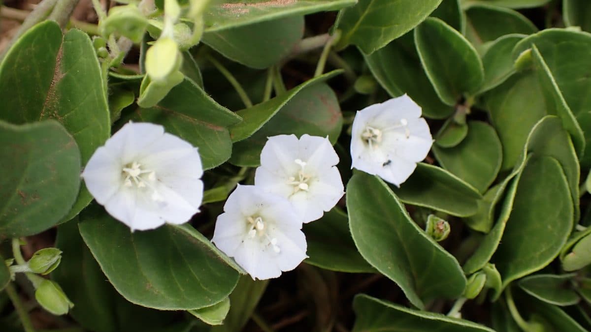 Three small white pau o Hiiaka flowers among thick oval green leaves
