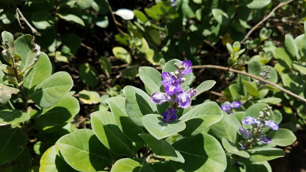 Purple pohinahina flower spikes above rounded gray-green leaves