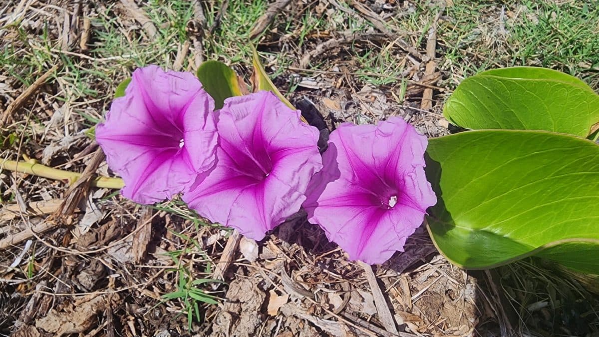 Three pink-purple pohuehue flowers beside broad green leaves on dry ground