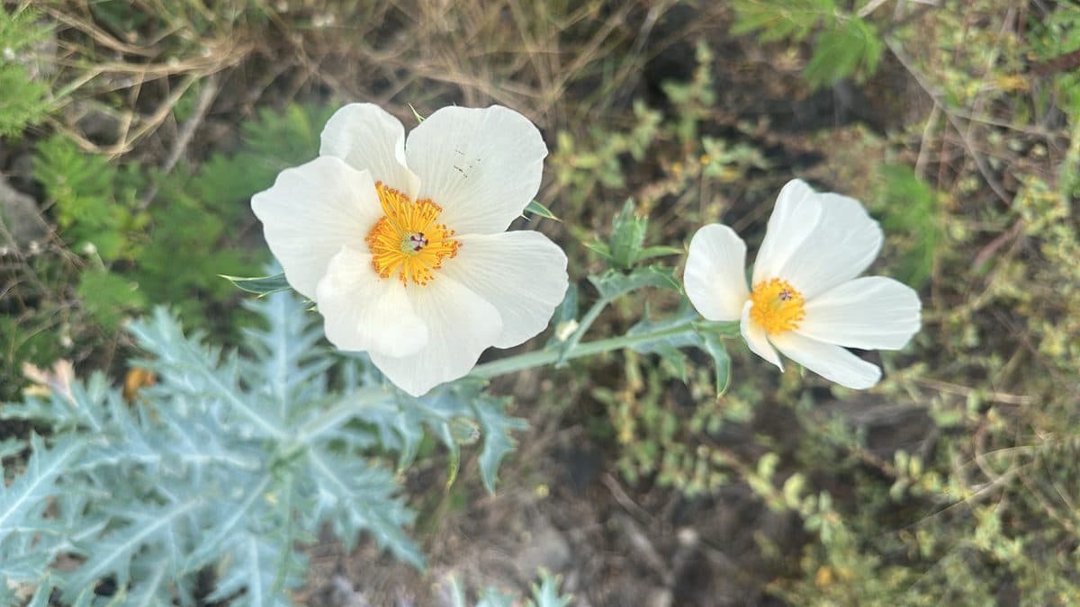 Two white pua kala poppies with yellow centers above spiny blue-green leaves