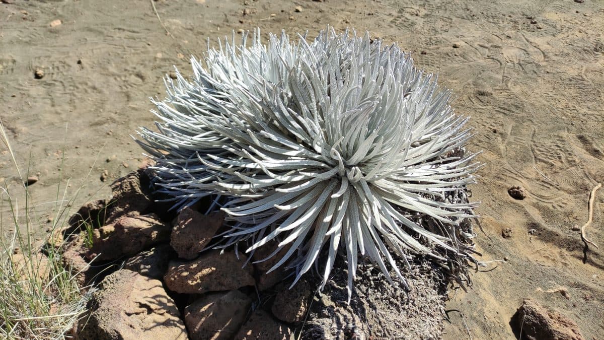 A round silversword rosette of narrow silver leaves on bare volcanic ground