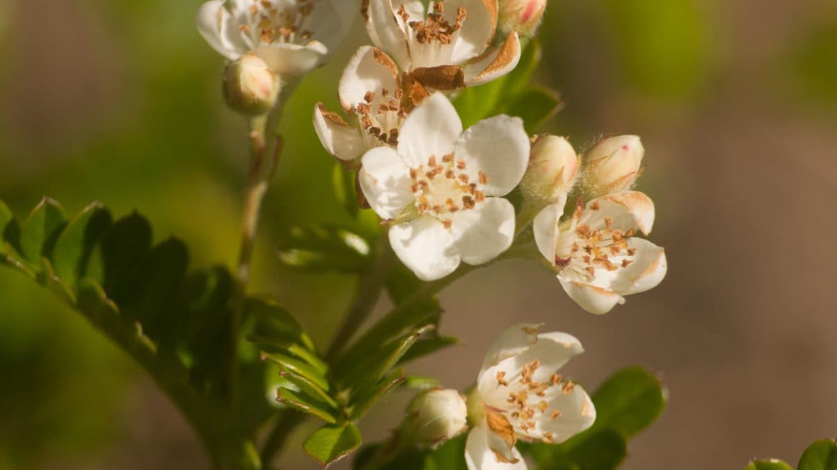 White five-petaled ulei flowers with orange-tipped stamens on a thin branch
