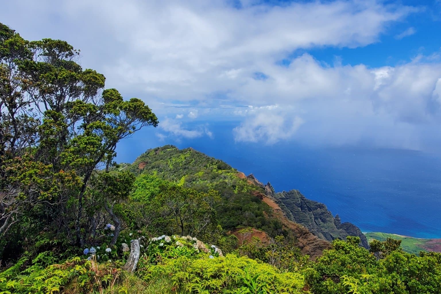 Ohia trees on a green ridge above sea cliffs and blue ocean under white clouds