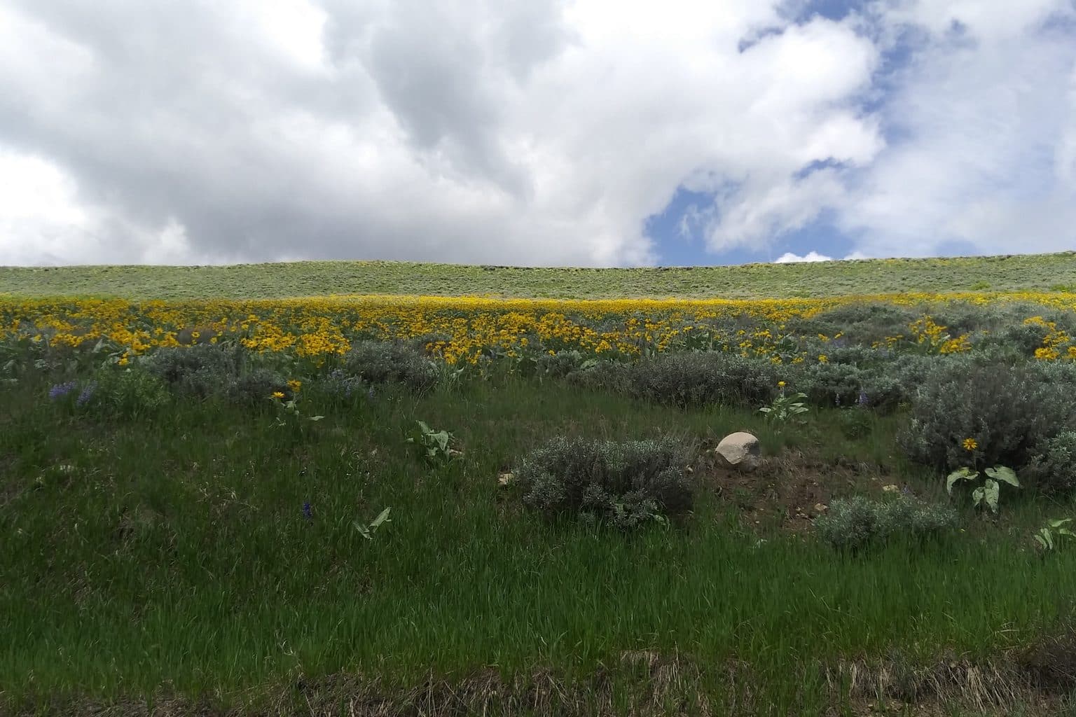A hillside of blooming arrowleaf balsamroot and sagebrush on Rocky Mountain rangeland