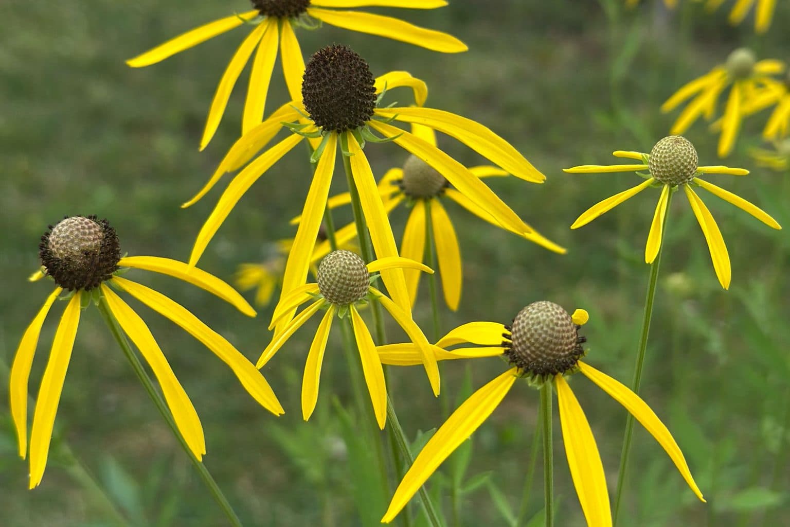 Yellow coneflowers with drooping yellow petals and gray-brown cones