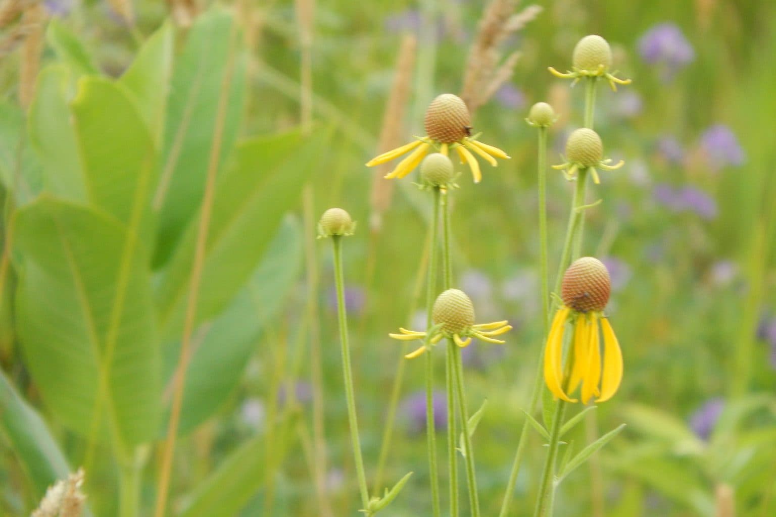 Gray-headed coneflowers with drooping yellow petals and brown cones standing in a summer prairie planting with purple blooms behind