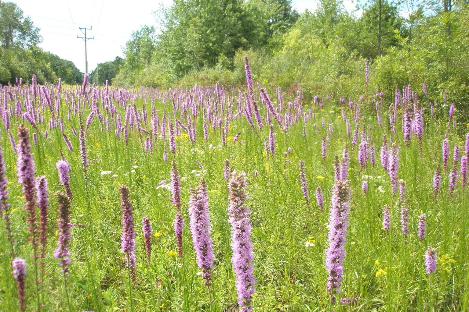 A dense stand of prairie blazing star with tall purple flower spikes filling a sunny Midwest meadow