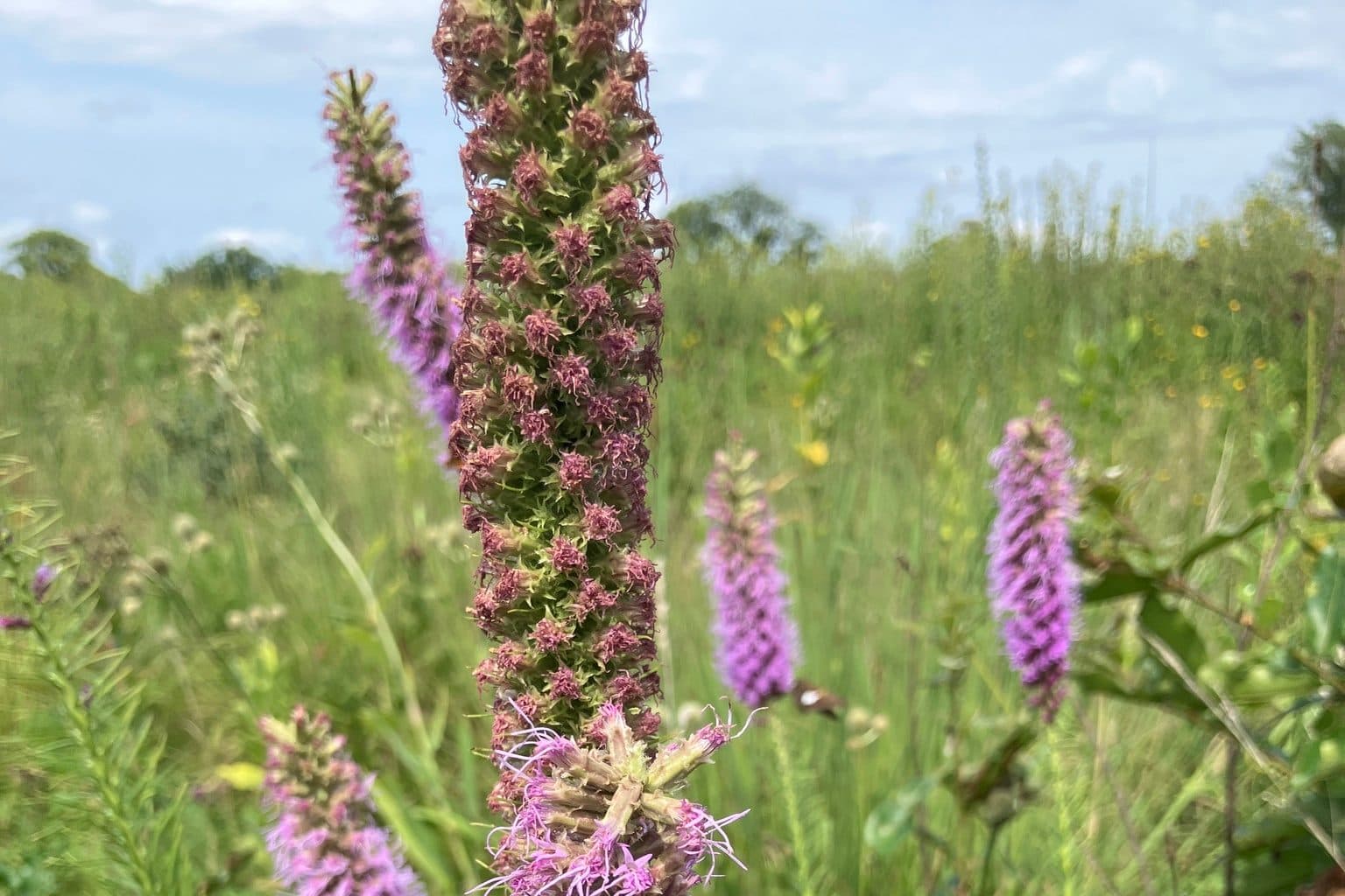 A stand of prairie blazing star in bloom in a tallgrass prairie meadow near Kansas City