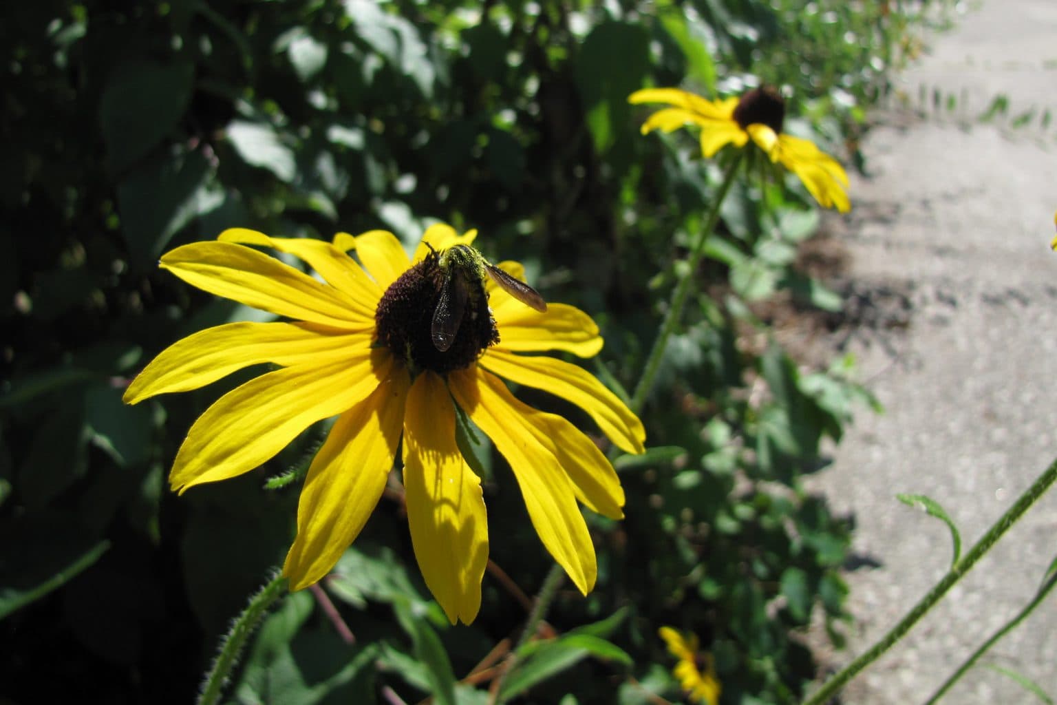 A native bee visiting a black-eyed Susan bloom along a planted garden path, with a second bloom behind