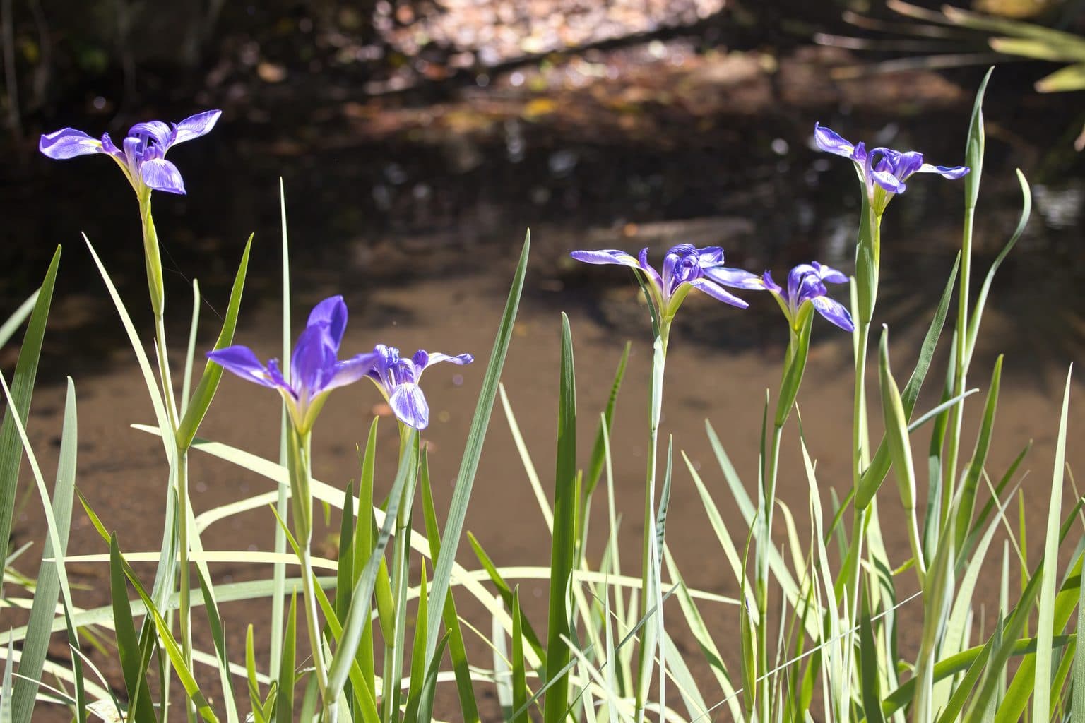 A stand of Louisiana iris in violet-blue bloom on tall grassy stems at the edge of a shaded pond