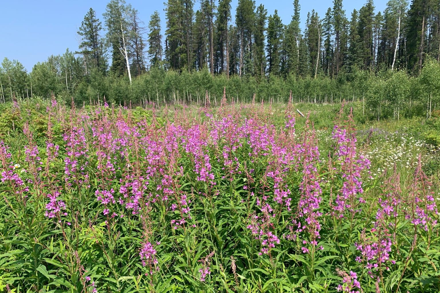 A field of magenta fireweed in front of a forest