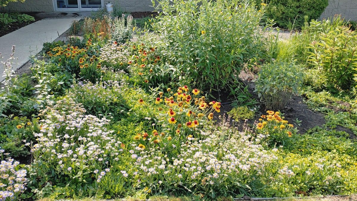 A planted rain garden with yellow and red flowers and white asters