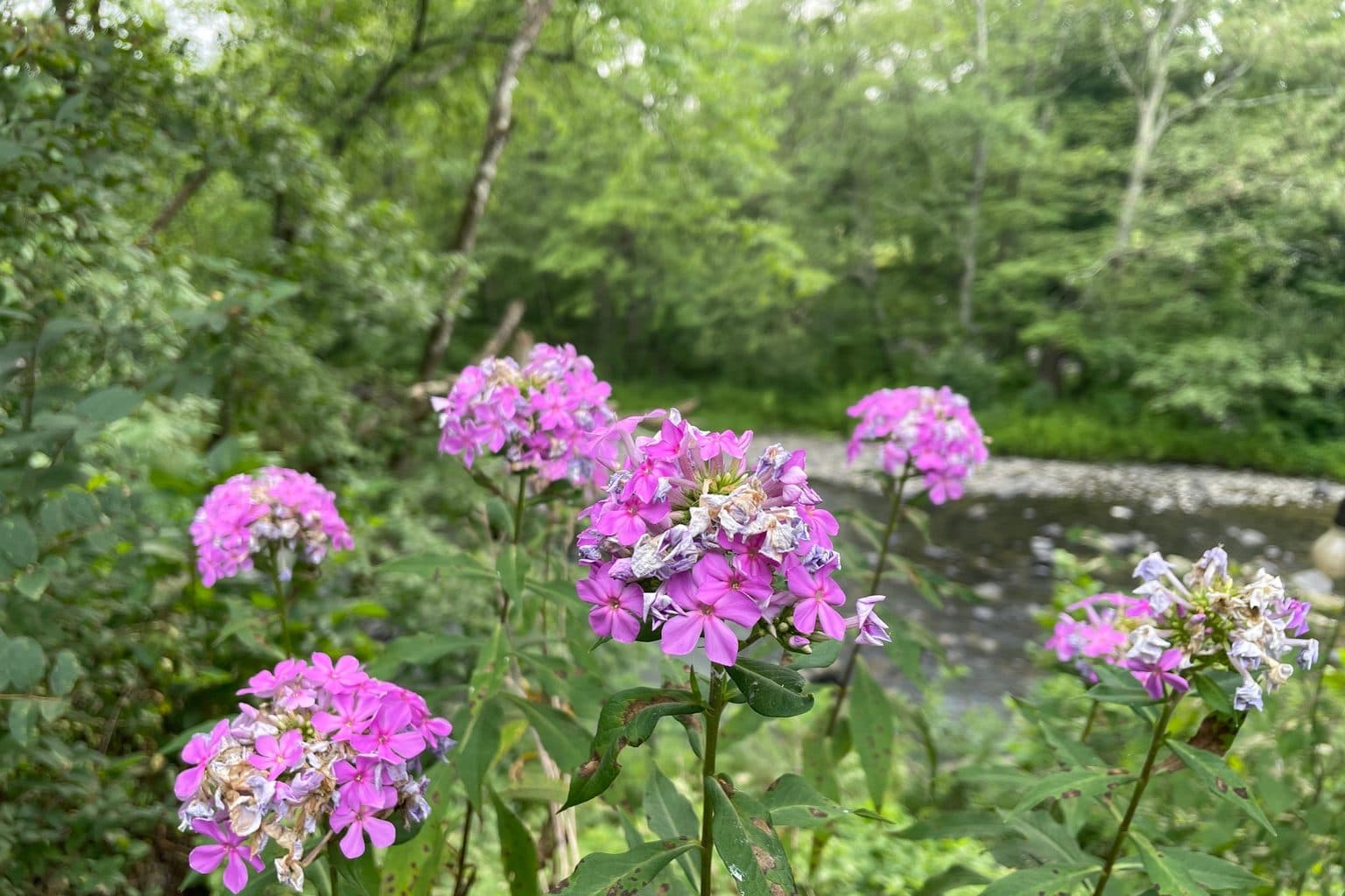 Clumps of pink garden phlox in bloom along a stream bank